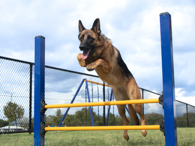 Dog Agility