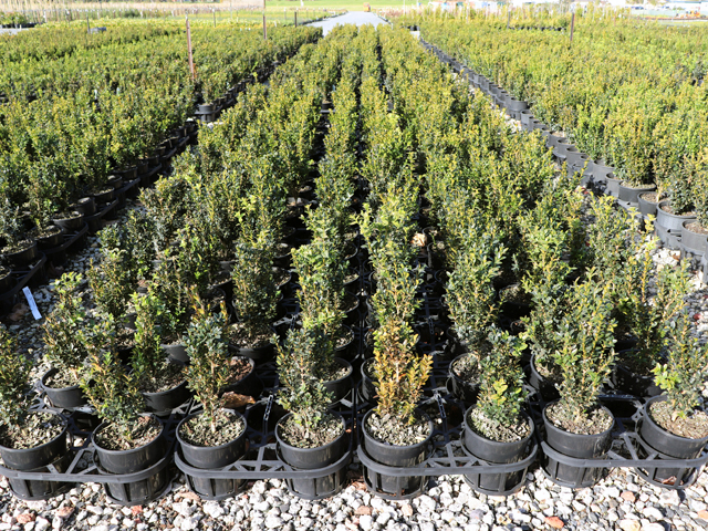 English Box Hedges
