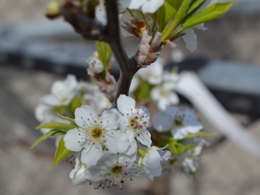 Pyrus