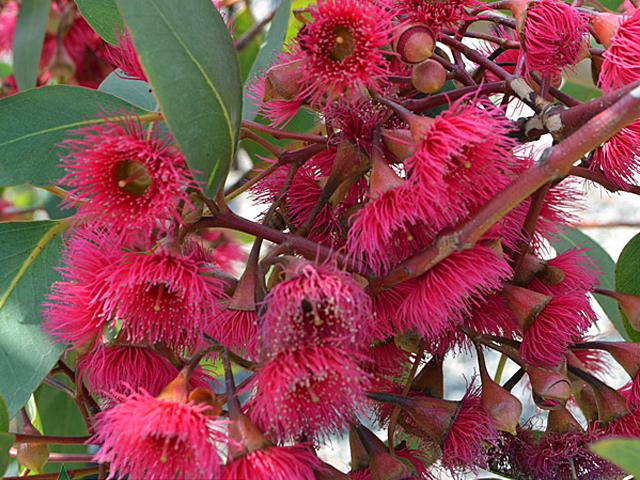 Eucalyptus and Corymbia Range