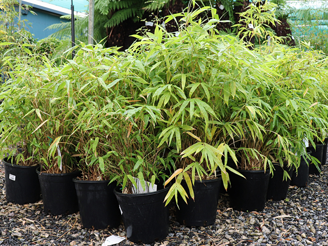 Bamboo