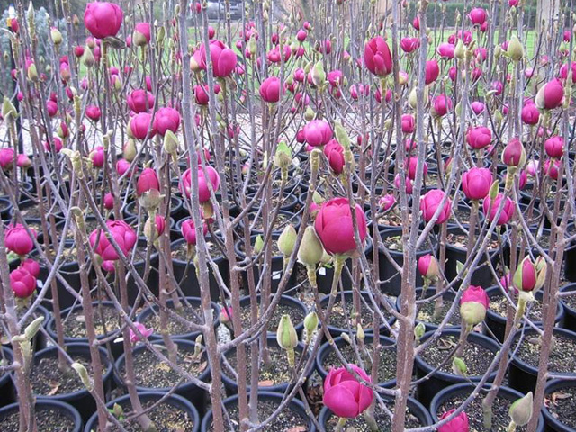 Deciduous Magnolias now flowering!