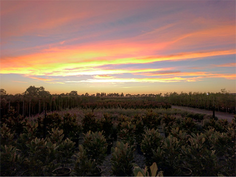 Botanix Nursery Site Capacity