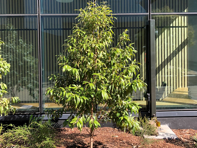 Hedging and Screening Selections