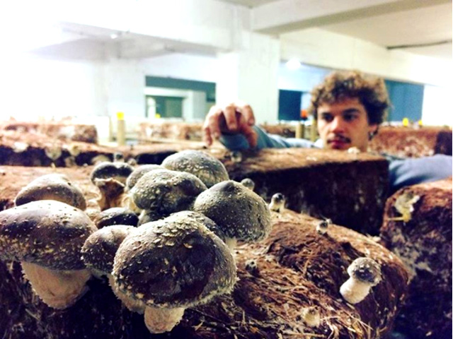 Carpark Transforms to a Farm