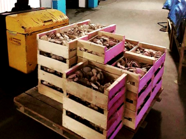 Carpark Transforms to a Farm