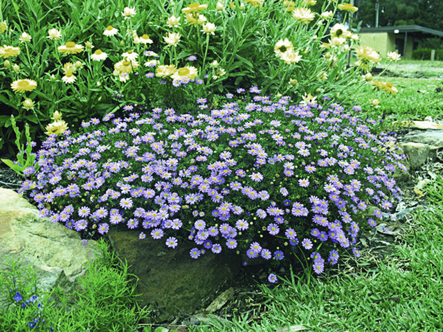 Brachycome Country Lights