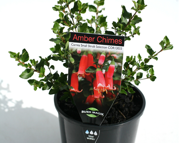 Correas Chime in with Vivid Colour