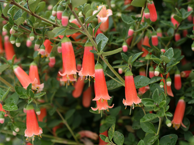 Correas Chime in with Vivid Colour