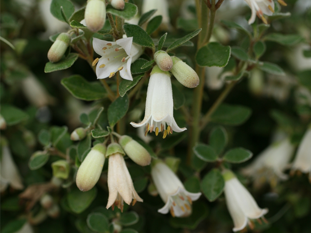 Correas Chime in with Vivid Colour