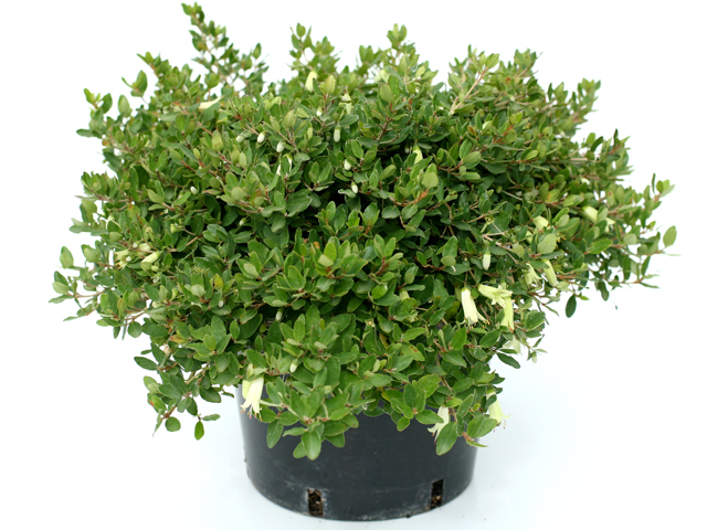 Correas Chime in with Vivid Colour