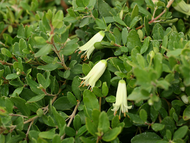 Correas Chime in with Vivid Colour