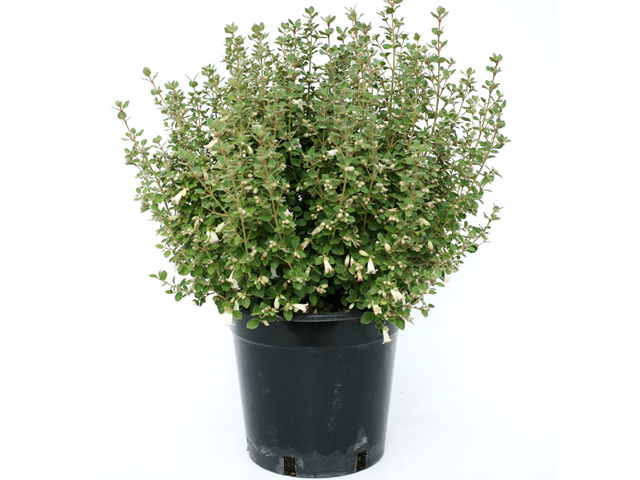 Correas Chime in with Vivid Colour