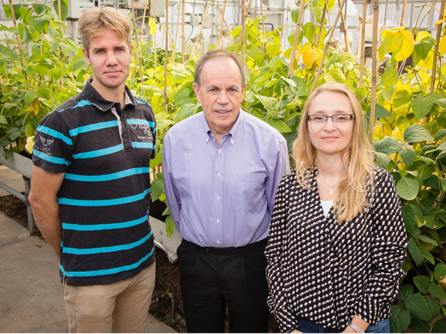 DNA Tweak Increases Crop Efficiency