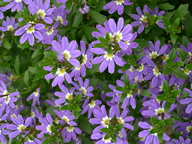 Scaevola Aussie Crawl (PBR)