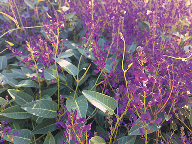 Hardenbergia Sea of Purple (PBR)