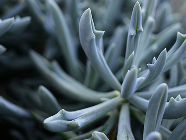 Senecio Trident Blue (PBRe)