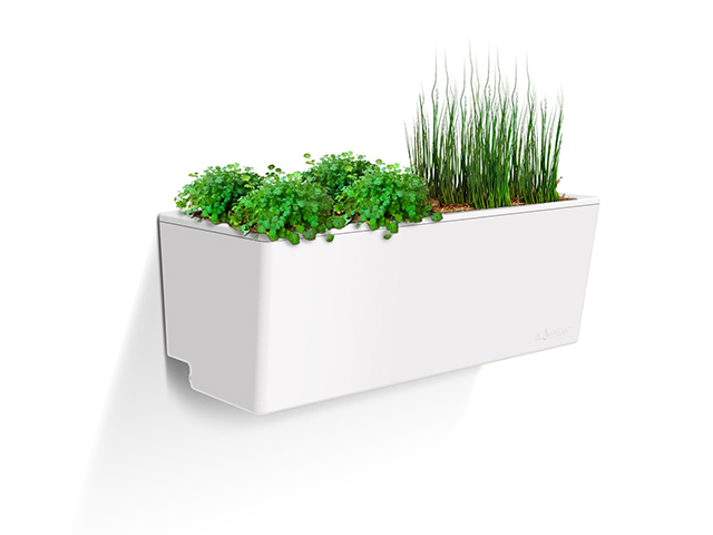 Glowpear Mini Wall Self-Watering Planter