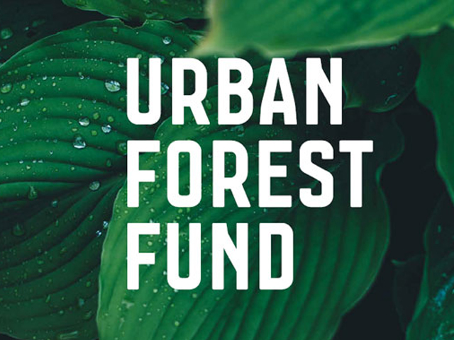 Urban Forest Fund Grows Green Cities