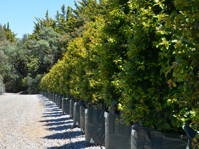 Reclaiming Privacy With Screens & Hedges