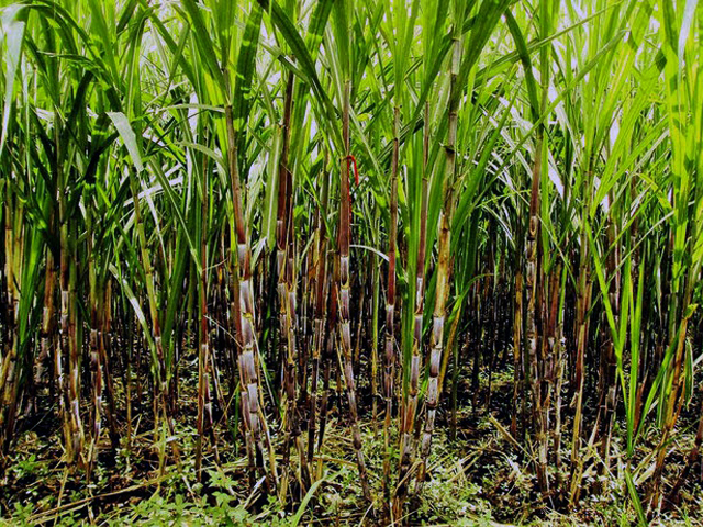 Government Pledges to Help Sugarcane Farmers and the Reef