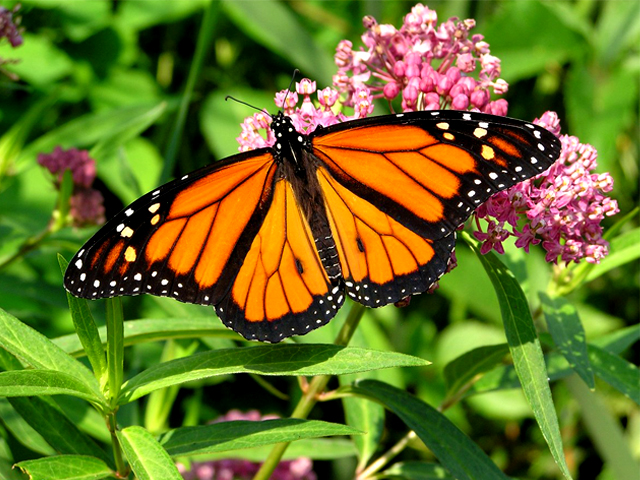 Bad News for Monarch Butterflies’ Source of Medicine