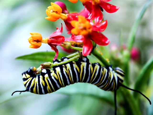 Bad News for Monarch Butterflies’ Source of Medicine