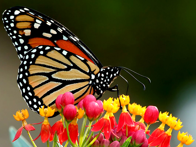 Bad News for Monarch Butterflies’ Source of Medicine