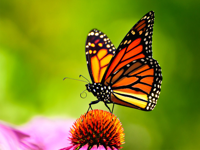 Bad News for Monarch Butterflies’ Source of Medicine
