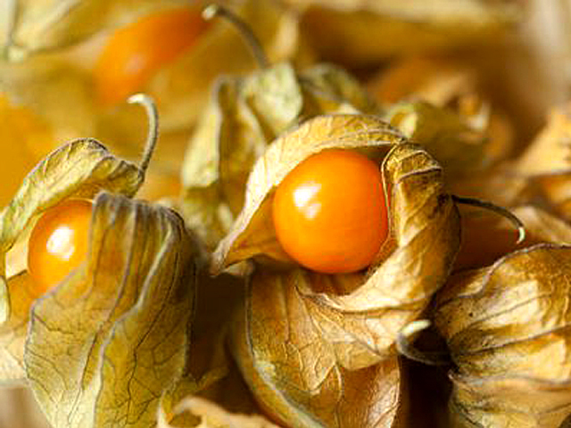 Groundcherries Growing Strong