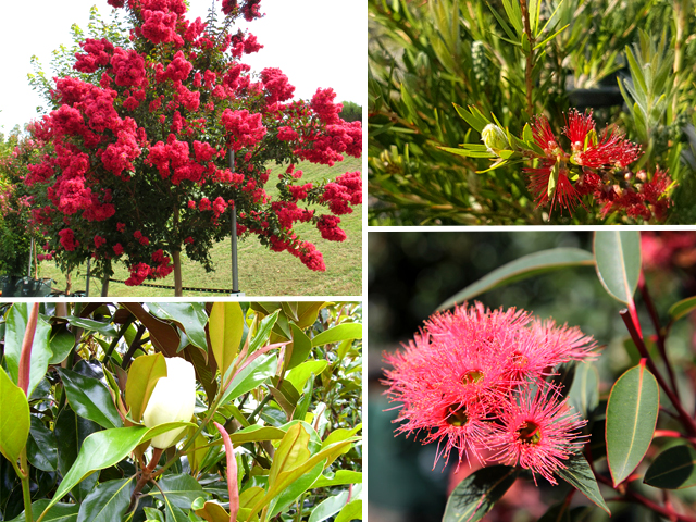 Corymbia ficifolia 'Summer Beauty' - Grafted Flowering Gum - Trees -  Speciality Trees