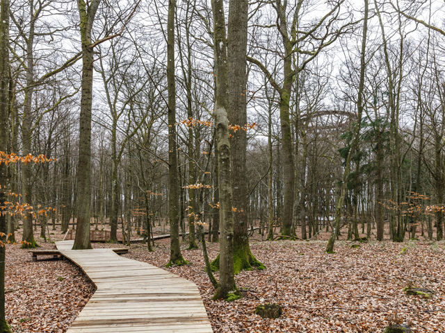 Nordic Woodland Adventures