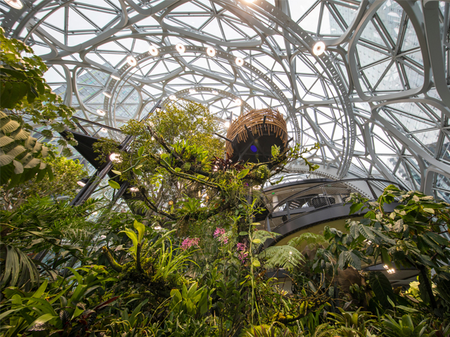 The Amazon of the Urban Jungle