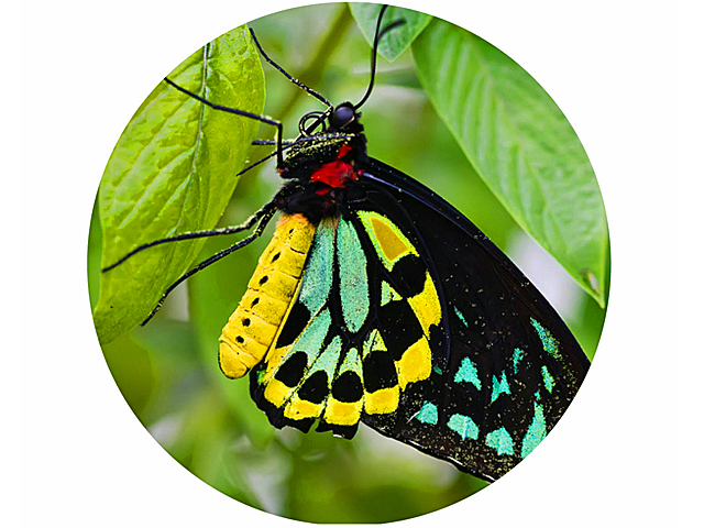 Biophilia, Environment & Ecology