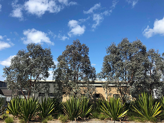 Eucalyptus cinerea â€˜Silver Shadowâ€™