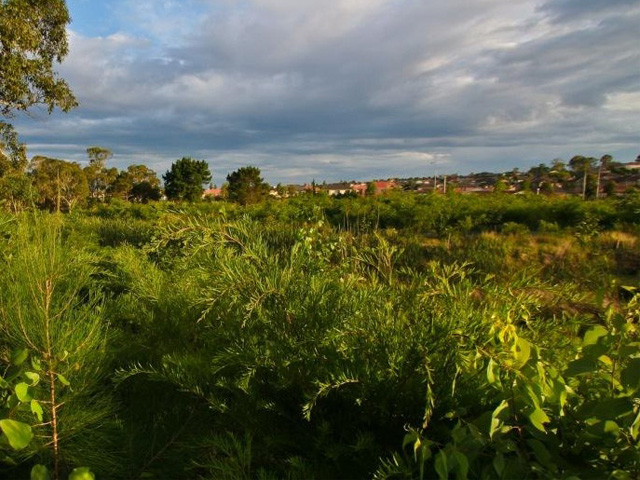 Rouse Hill Regeneration