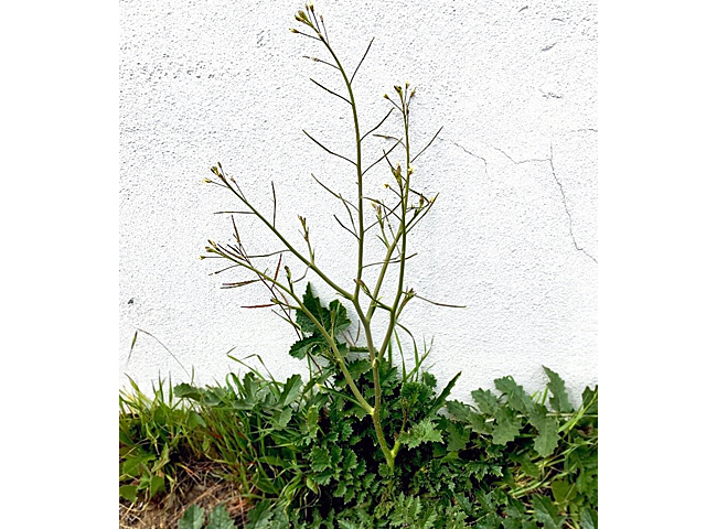 Growing From the Ashes