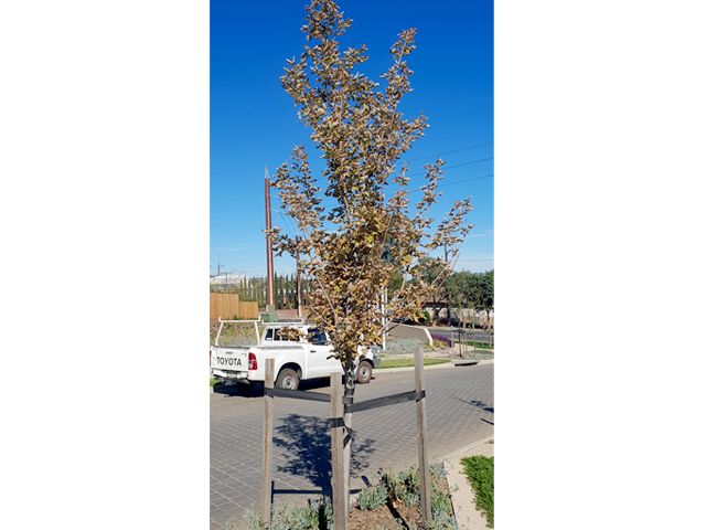 A Streetscape Challenge