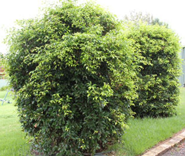 Getting Street Tree Selection Right