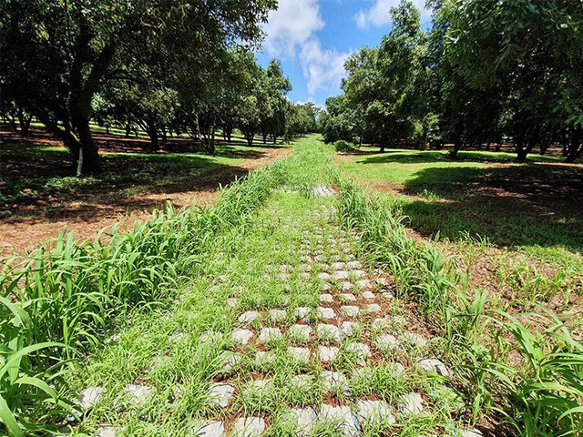 Alstonvale Orchard Water Channel and Drain