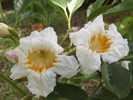 Radermachera 'SUMMERSCENT'