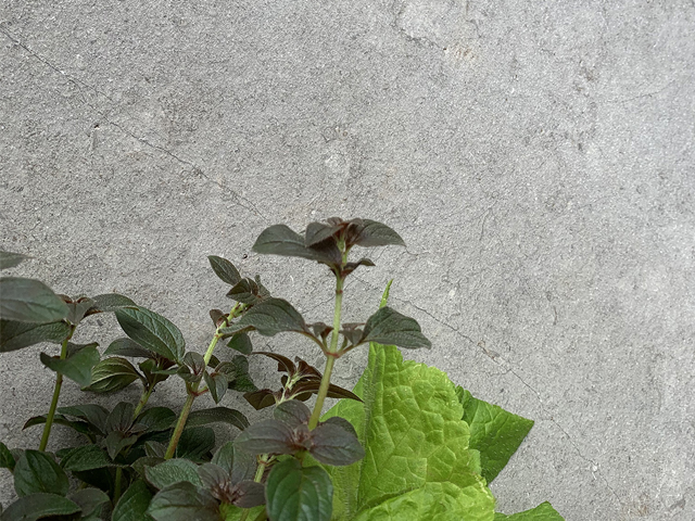 Pietra Grigio Limestone