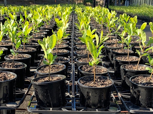 Contract Growing Services