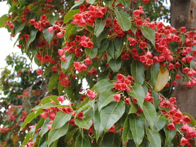 Native Bird-Attracting Trees