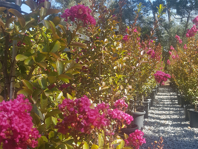 Stunning Crepe Myrtle
