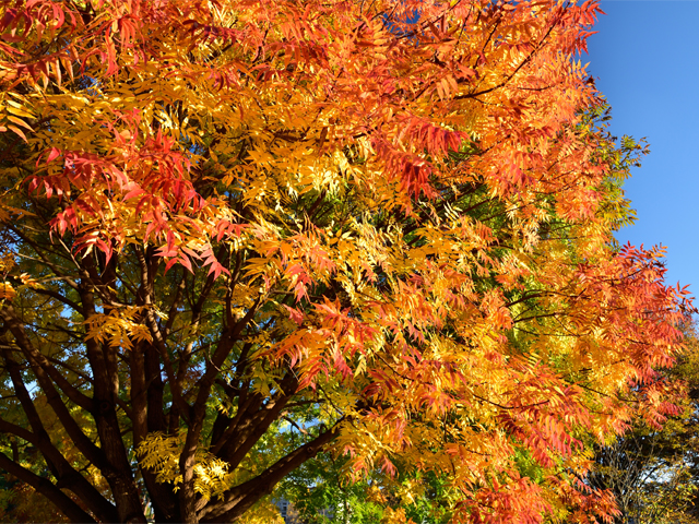 Trees for Urban Shade
