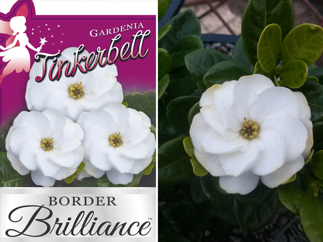 Gardenias Bloom at Paradise Plants - Project | ODS