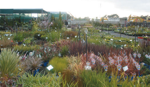 Drought tolerant & native plants