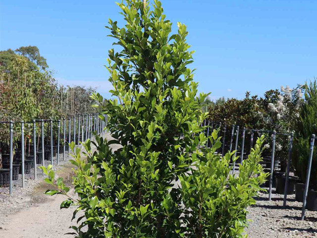 Ficus microcarpa hillii 'Flash'