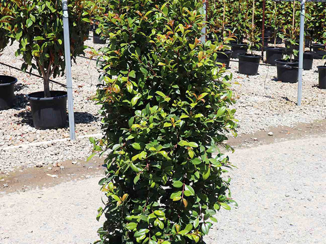 Syzygium paniculatum 'Backyard Bliss'